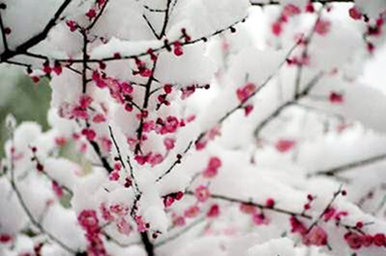 方锐：欺霜傲雪立风骨