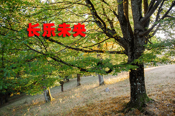 吕建华：病榻上的篆书——谨以此文纪念先父逝世十周年